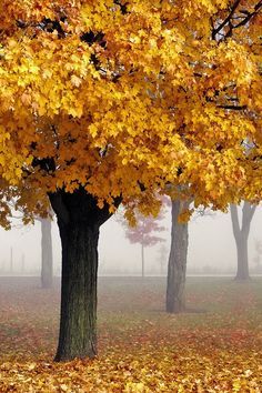 I Love Autumn, Golden Tree, Golden Autumn, Two Trees, Autumn Love, Seasons Autumn, Love Autumn, Maple Tree, Fabulous Fall