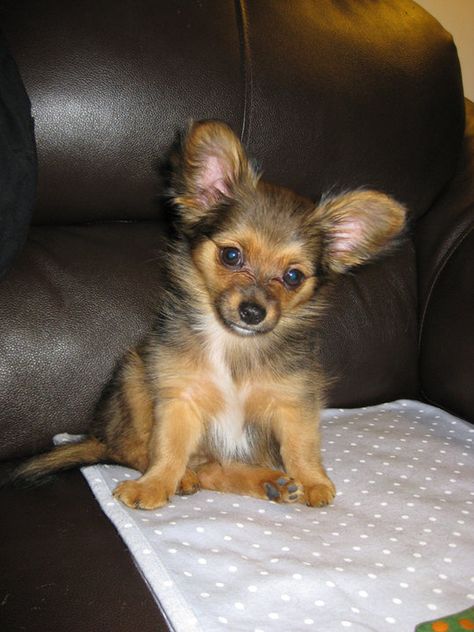 Yorkie Chihuahua Mix, Mixed Dog Breeds, Smart Dogs, Puppies Pictures, Organic Dog Food, A League Of Their Own, League Of Their Own, Designer Dogs, Dog Toothbrush