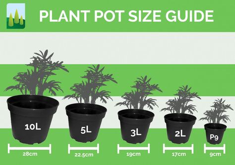 Needing pot dimensions? here's our guide to Pots Infographic, Plant Pot Size Chart, How To Start A Plant Nursery, Plant Beginner Guide, Houseplant Light Guide, Rosemary Herb, Hydrangea Petiolaris, Nursery Illustration, Climbing Hydrangea