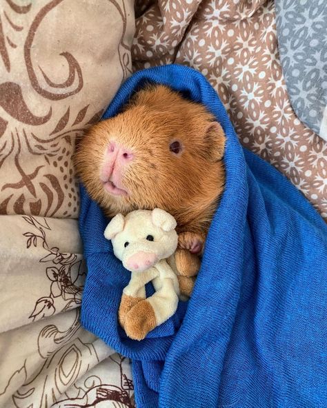 Teddy Guinea Pigs, Ginie Pigs, Guinea Pigs Aesthetic, Guinea Pig Aesthetic, Guinea Pigs Cute, Guinea Pig Costumes, Guinea Pig Clothes, Guinea Pigs Funny, Baby Guinea Pigs