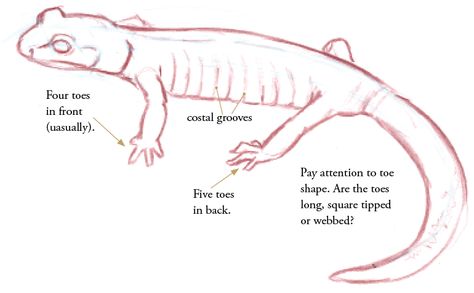 Studying Salamanders - John Muir Laws Salamander Sketch, Salamander Drawing, Animal Tarot, John Muir, Anatomy Drawing, Prehistoric Animals, Window Art, Cute Little Drawings, Teaching Art