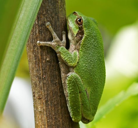 Grey Tree Frog, Frog Project, Gray Tree Frog, Tattoo Planning, Gray Tree, Fountain Pump, Interesting Animals, Tree Frog, Tree Frogs