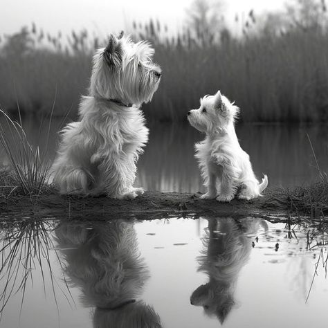 West Highland White Terrier World | Perfect shot ❤️ | Facebook Cutest Small Dog Breeds, Westie Puppies, Cutest Dog Ever, Highlands Terrier, Cute Animals Puppies, Westie Dogs, Terrier Puppy, West Highland White, Cairn Terrier