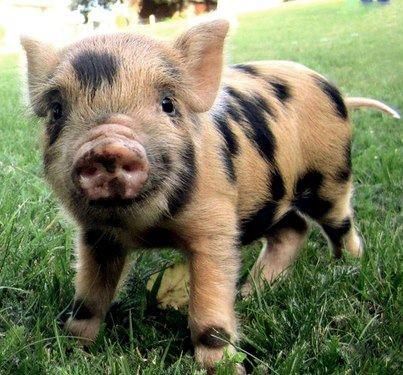 This little spotted piglet is TOO CUTE! Micro Pigs, Teacup Pigs, Pot Belly Pigs, Cute Piglets, Mini Pigs, Cute Piggies, Pet Pigs, Baby Pigs