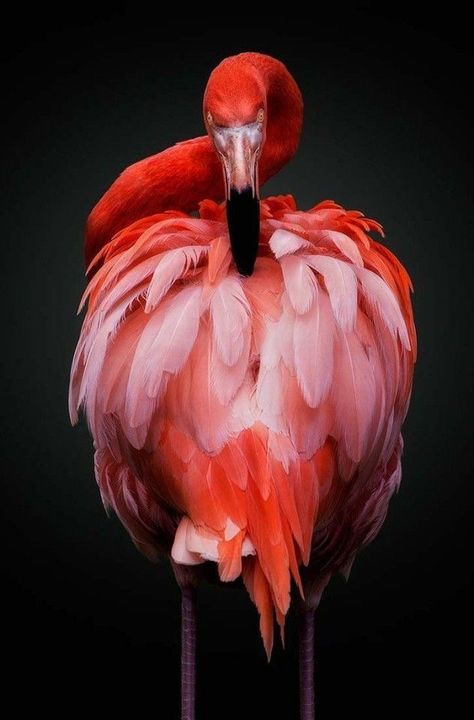 Flamingo Pictures, Fancy Flamingo, Carpet Ideas, 얼굴 드로잉, Wild Animals Pictures, Flamingo Art, Bird Pictures, Jolie Photo, Pink Flamingo