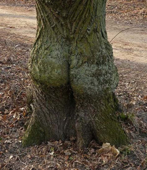 Sexy nature - Imgur Cool Trees, Weird Trees, Tree Spirits, Amazing Trees, Tree People, Tree Faces, Tree Spirit, Tree Carving, Beautiful Trees