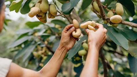 How to Harvest Cashew Nuts And Store It Properly Check more at https://epicplantation.com/how-to-harvest-cashew-nuts/ Cashew Apple, Cashew Tree, Harvesting Tools, Raw Cashews, Mold Growth, Cashew Nut, Tasty Treats, The Fruit, Cashew