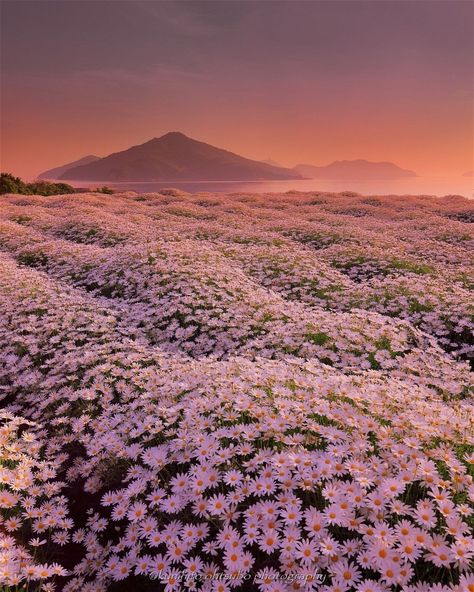 Japan Travel Gallery on Instagram: “Flower Park Urashima , Kagawa Prefecture⠀ .⠀ By:@kunihito_ohtsubo ⠀ .⠀ Original Post:⠀ https://www.instagram.com/p/CNuMJt0MJ8C/⠀ .⠀ We…” Flower Park, Field Of Daisies, Yoga Ashtanga, Yoga Vinyasa, Daisy Field, Kagawa, Image Nature, Landscape Photography Nature, Japan Culture