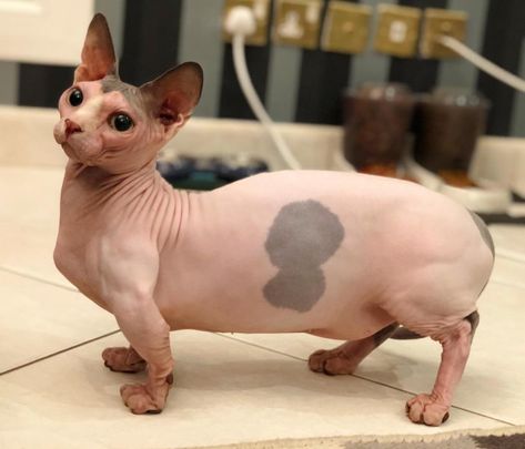 A sphinx munchkin is called a Bambino! Bambino Cat, Munchkin Cat, Sphynx Cat, Kitten Cat, Sphynx, Warrior Cats, Pretty Cats, Creature Design, Cat Day