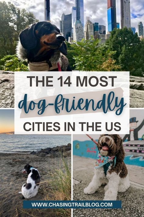 Three photos of dogs in some of the country's most dog friendly cities; one a dachsund in NYC, one a dog on the beach, and one a dog on the street in Miami. The words "The 14 Most Dog Friendly Cities in the US" Popular Dog Names, Road Trip With Dog, Dog Friendly Vacation, Pet Friendly Vacations, Dog Friendly Beach, Dog Friendly Hotels, Dog Insurance, Sun Dogs, Cute Dog Pictures