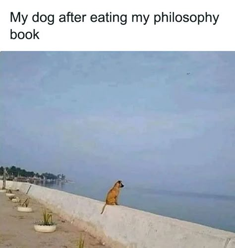 Lifting Memes, Cat Eat, My Philosophy, Funny Animal Jokes, Funny Animal Memes, Animal Jokes, Dog Memes, Animal Memes, Cute Funny Animals