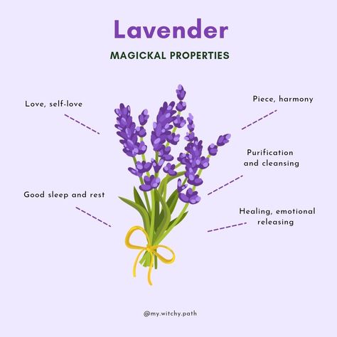 Lavender Flowers Meaning, Lavender Properties Magic, Magic Properties Of Lavender, Lavender Properties Witchcraft, Lavender Meaning Witchcraft, What Does Lavender Represent, Meaning Of Lavender Flower, Lavender Flower Quotes, Lavender Spiritual Meaning