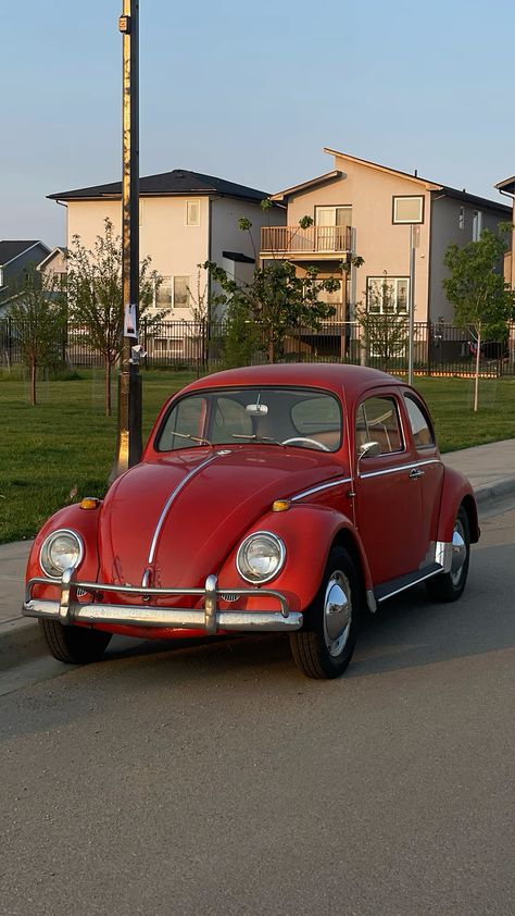 #aesthetic #cars #beetle #vintagecars #vintage Beetle Volkswagen Vintage, 70s Beetle Car, Cool Classic Cars, Vw Beetle Aesthetic Interior, Volkswagen Beetle 1967, 1969 Volkswagen Beetle, 70s Car Aesthetic, Beetle Car Volkswagen, Volkswagen Beetle Aesthetic