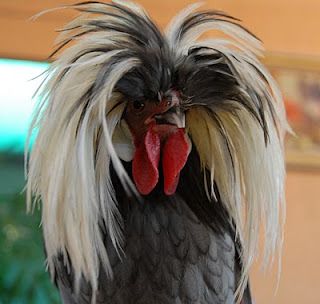 I'd call him Tommy Lee Ugly Chicken, Hen With Chicks, Egg Laying Hens, Ugly Animals, Mother Hen, Beautiful Chickens, Laying Hens, Hen Chicken, Chickens And Roosters