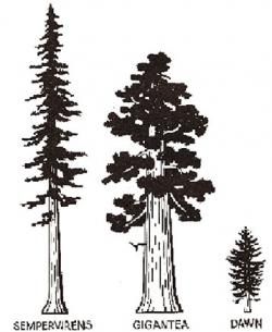 Redwoods | Humboldt Redwoods Interpretive Association Redwood Tattoo, Tree Silhouette Tattoo, Dawn Redwood, Sequoiadendron Giganteum, Tree Drawing Simple, Humboldt Redwoods State Park, Sequoia Sempervirens, Silhouette Tattoo, Giant Sequoia