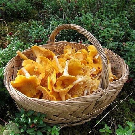 Swedish Food, Mushroom Growing, Mushroom Pictures, Mushroom Hunting, Swedish Recipes, Mushroom Fungi, Summer Cottage, Autumn Beauty, Late Summer