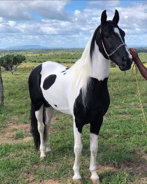 Hackney Horse, Black And White Horse, Homesteading Animals, Horse Markings, Horse Coat Colors, Horse Photoshoot, Indian Horses, American Paint Horse, Paint Horses