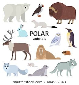 Polar Wolf, Arctic Nursery, Musk Ox, Wolf Images, Polar Animals, Animals And Birds, Arctic Animals, Winter Animals, Free Vector Graphics