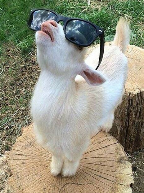 Baby Farm Animals, Cute Goats, Funny Animal Photos, Baby Goats, Pretty Animals, Cute Animals Images, Cute Wild Animals, Cute Animal Photos, Cute Creatures