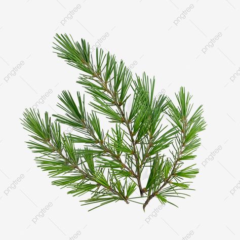 pine leaves photography tree branches nature Leaves Photography, Pine Leaves, Green Png, Pine Leaf, Leaf Photography, Transparent Image, Colorful Leaves, Pine Tree, Life Photography