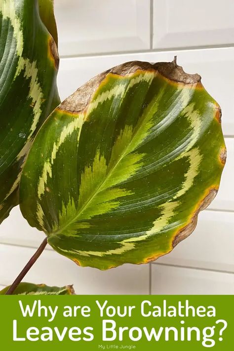 Calathea Propagation, Orbifolia Calathea, Calathea Plant Care, Fiddle Faddle, Professor Sprout, Prayer Plant Care, Plant Leaves Turning Brown, Beautiful Houseplants, Indoor Tropical Plants