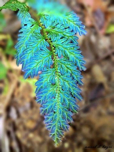 Selaginella willdenowii is a species of spikemoss known by the common names Willdenow's spikemoss and peacock fern due to its iridescent blue leaves. Like other Selaginallales, it is fern ally and not a true fern. (Source: Wikipedia. Photo: (c) Nurul, some rights reserved (CC BY-NC)) Peacock Fern, Shady Garden, Jasmine White, Ferns Garden, Plant Wishlist, Moss Plant, Plant Fungus, Dart Frog, Photo C