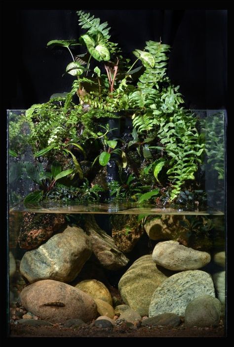 Water Terrarium, Biotope Aquarium, Wabi Kusa, Aquarium Garden, Aquascape Design, Indoor Water Garden, Aquarium Terrarium, Aquarium Landscape, Aquascape Aquarium