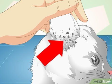 3 Ways to Check Cats for Ear Mites - wikiHow Cat Ear Mites, Veterinary Surgeon, Ear Health, Healthy Cat, Parts Of The Body, Pet Clinic, Old Cats, Outdoor Cats, Hearing Loss