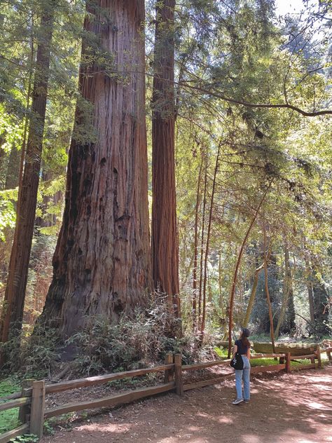 Redwood Forest Aesthetic, North California Aesthetic, West Coast Road Trip Aesthetic, Bay Area Aesthetic, Redwood California, West Coast Summer, Area Aesthetic, Pnw Vibes, West Coast Aesthetic