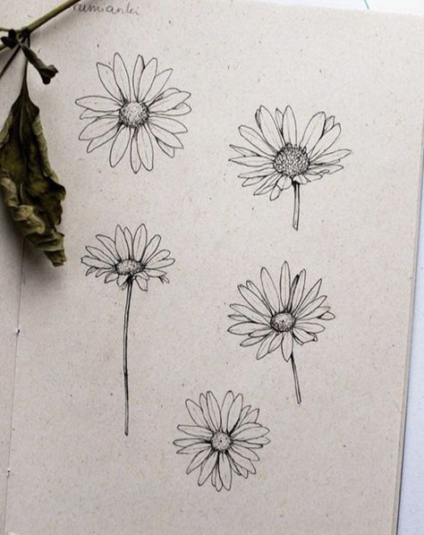 Aster Tattoos For Women, Detailed Daisy Tattoo, Simple Gerber Daisy Tattoo, Single Daisy Drawing, Daisy Head Tattoo, Midnight Margaritas Tattoo, Line Work Daisy Tattoo, Simple Daisy Tattoo Designs, Simple Daisy Tattoo Outline