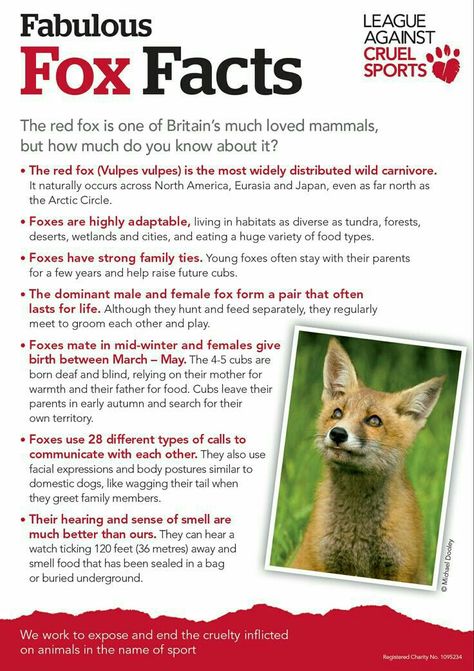 Fox Behavior, Fox Facts For Kids, Facts About Foxes, Spirit Animal Fox, Fox Facts, Young Fox, Fantastic Fox, Fabulous Fox, Animal Spirit Guides