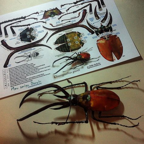 Papercraft Chiasognathus granti (Darwin's beetle) created for a crowdfunding project. Entomology Decor, Halloween Tea Party, Insect Taxidermy, Beetle Insect, Cool Bugs, Bug Art, Beautiful Bugs, Forest Creatures, Paper Animals