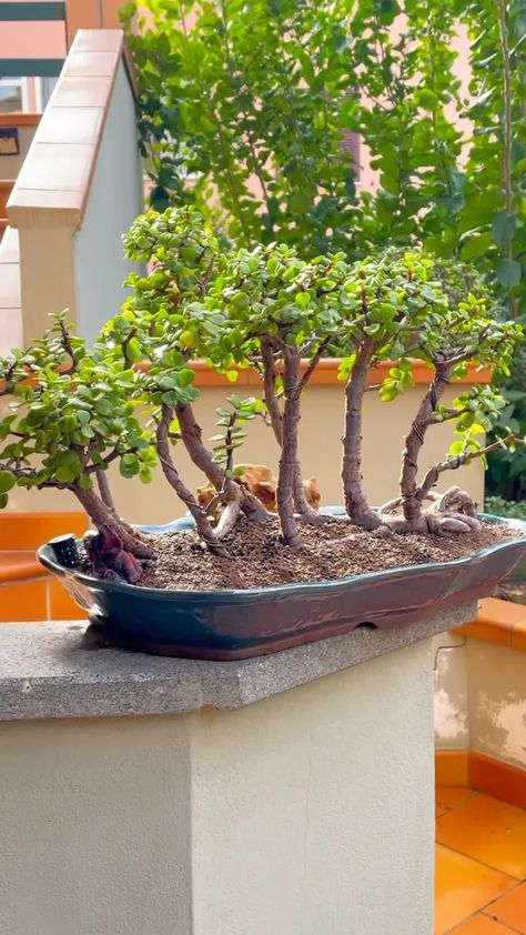 Jade Plant: Easy Care for Lush Growth Plant Topiary, Jade Plant Bonsai, Houseplant Decor, Jade Plant Care, Tree Types, Houseplants Decor, Jade Bonsai, Grafting Plants, Bonsai Forest