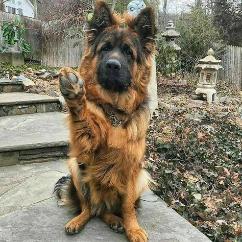 German Shepherd White, Blue German Shepherd, German Shepherd Facts, Long Haired German Shepherd, Sable German Shepherd, German Sheperd Dogs, German Shepherd Training, German Shepherd Pictures, German Shepherd Funny