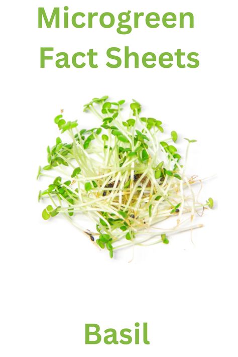 In this comprehensive fact sheet, we will delve deep into the intricate nutritional profile of basil microgreens, supported by scientific references, to uncover the layers of their nutritional excellence and their potential to promote optimal hea Basil Microgreens, Fact Sheet, Seed Starting, Nutrition Facts, Health Benefits, Basil, Farmer, Seeds, Nutrition