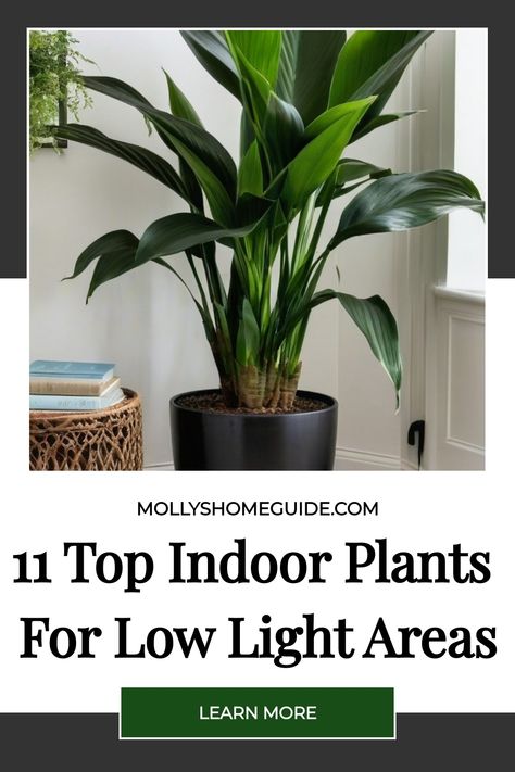 Looking to add some greenery to your low-light living room? Check out these easy-care, hard-to-kill indoor plants that will thrive in even the darkest corners. Whether you're a beginner or a seasoned plant parent, these low-maintenance houseplants are perfect for adding some life to your home decor. Easy Low Light Indoor Plants, Dim Living Room, Easy Plants To Grow Indoors, Indoor Plants For Low Light, Plants For Low Light, Plant Jungle, Indoor Plants Low Light, Bamboo Palm, Low Light Indoor Plants