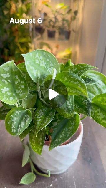 Kreepa Gaihre on Instagram: "Satin Pothos:   This plant has probably been the slowest grower for me, but isn’t it worth the wait?   I’ve always loved its silvery pattern and I love how it has turned out now.   It was a long vine from a friend of mine and started with propagation almost a year ago.   Please don’t tell me that I could have bought one from the store rather than waiting this long. The joy this wait has brought me is truly incomparable.   #satinpothos #pothos #plants #plantsplantsplants #plantsmakemehappy #plantsmakepeoplehappy #plantsmakemesmile #indoorplants #houseplants #urbanjunglehome #plantscare #plantcaretips #propagation #propagationstation #chopandprop" Silvery Ann Pothos, Pothos Vine, Satin Pothos, Pothos Plants, Pothos Plant, Worth The Wait, Take Me Home, A Year Ago, Urban Jungle