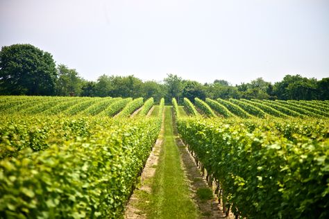 Summer Getaways: Taste Wine Under the Stars in Southold, NY York Things To Do, Wine Facts, Wine Business, 40 Acres, Sparkling Rose, Italy Wine, Wine Preserver, Long Island Sound, Hills And Valleys