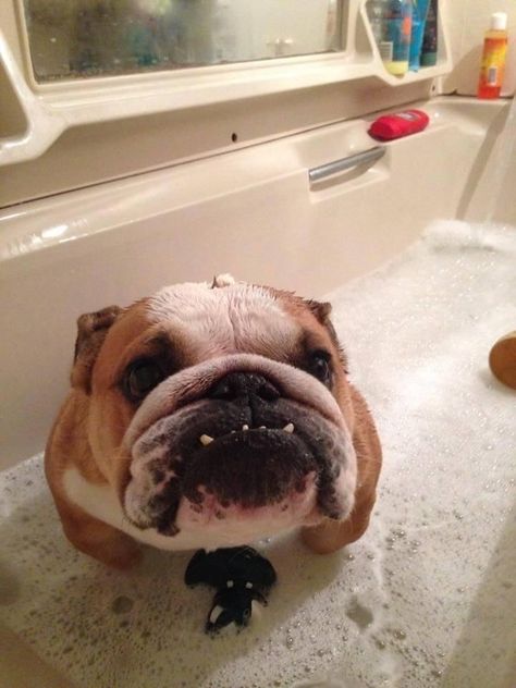 Cute Bulldog Puppies, Bulldog Pics, Bulldog Funny, Cute Bulldogs, English Bulldog Puppies, Cute Dog Photos, Cute Animals Puppies, Bully Dog, Very Cute Dogs