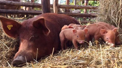 Tamworth Pigs, Tamworth Pig, Manifest Board, Regenerative Agriculture, Tamworth, Down On The Farm, Organic Produce, Local Farm, Country Charm