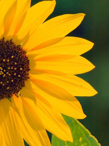 half sunflower Half Sunflower Painting, Half Sunflower Drawing, Coloured Butterfly, Half Sunflower, Close Up Art, Sunflower Drawing, Sunflower Pictures, Drawings Ideas, Flower Art Drawing