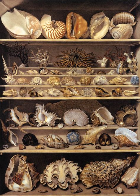 Isidore Leroy de Barde, A Selection of Shells Arranged on a Shelf, aquarelli e china, 1803. Seashell Wall Decor, Creature Marine, Cabinet Of Curiosity, Shell Display, Art Coquillage, Seashell Wall Art, Shell Collection, Sea Shell Decor, She Sells Seashells