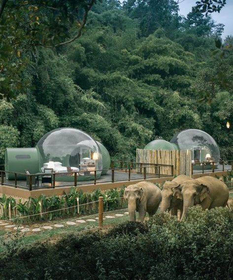 jungle bubbles in thailand let resort guests sleep alongside elephants Elephant Habitat, Image Zen, Elephant Camp, Thailand Elephants, Wooden Deck, Lush Forest, Chiang Rai, Golden Triangle, Sleeping Under The Stars