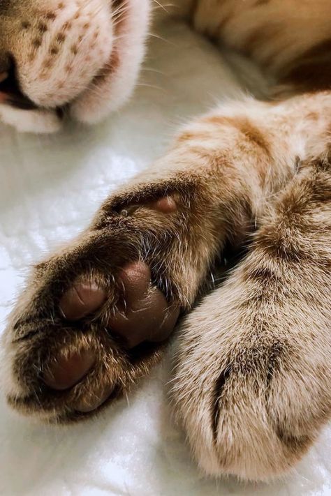 Cat Paws Aesthetic, Cat Paw Aesthetic, Paws Aesthetic, Paw Wallpaper, Brown Cat, Paw Pads, Cat Paw, Cat Aesthetic, 2024 Vision