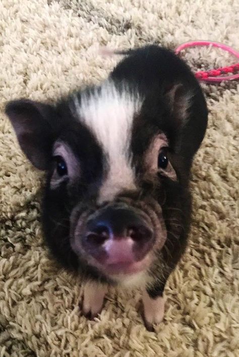 Pet Piglet, Black Pigs, Pig Photo, Pet Pig, Black Pig, Teacup Pigs, Baby Pig, Small Pigs