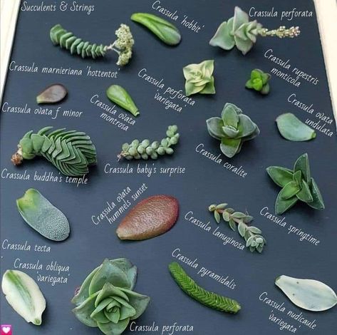 Suculent Plants, Different Types Of Succulents, Types Of Succulents Plants, نباتات منزلية, Succulent Garden Design, Plant Care Houseplant, Succulent Garden Diy, Propagating Succulents, Types Of Succulents