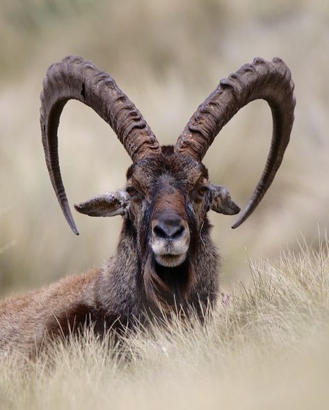 Wildlife Photo of the Day - May 9, 2020: Hanging out for hours waiting for this male walia ibex to look at me. Symmetry In Nature, Symmetry Photography, Wildlife Facts, Animals With Horns, Photos Of Animals, Cowboy Tattoos, Tattoo Nature, Exotic Animals, Fascinating Facts