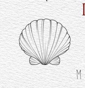 Seashell Seashell Tattoo Design, Simple Shell Tattoo, Shell Tattoo Design, Seashell Sketch, Seashell Outline, Sea Shell Tattoo, Seashell Tattoo, Ocean Theme Tattoos, Seashell Drawing