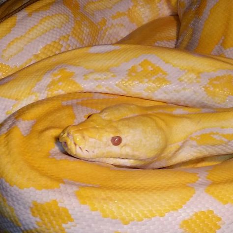 White Albino Tiger Reticulated Python Albino Tiger, Yellow Noodles, Danger Noodle, Reticulated Python, Burmese Python, Billy B, Killer Clown, Pretty Snakes, Venomous Snakes