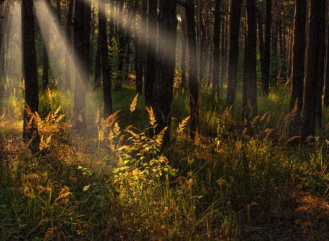 morning in the forest by Mykhailo Sherman / 500px Picture Collage, In The Forest, Science And Nature, The Forest, Aesthetic Wallpapers, Cool Photos, Ukraine, Country Roads, Oil Painting